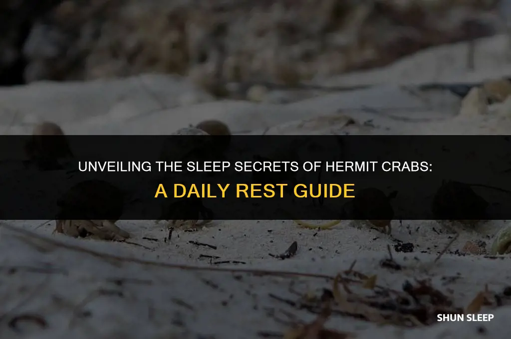 how many hours a day do hermit crabs sleep