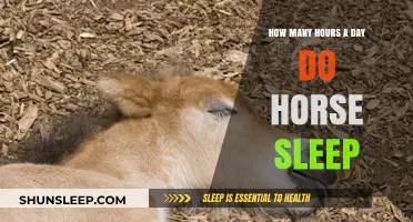 Understanding Equine Rest: A Guide to Horse Sleep Patterns