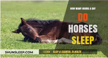 Unveiling the Restful Secrets: How Much Do Horses Sleep Daily?