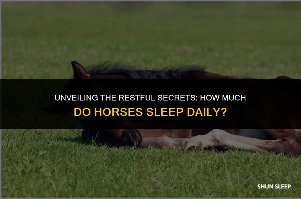 how many hours a day do horses sleep