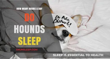 Understanding Hound Sleep Patterns: A Guide to Their Daily Rest