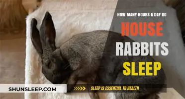 Understanding the Sleep Patterns of House Rabbits: A Comprehensive Guide