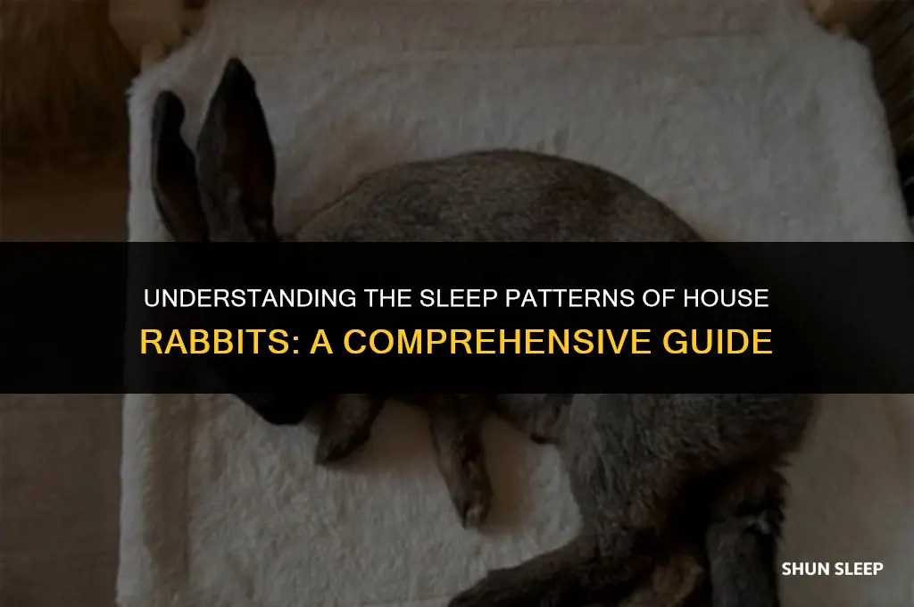 how many hours a day do house rabbits sleep