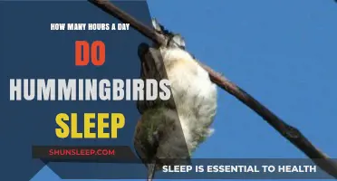 Unveiling the Mysteries of Hummingbird Slumber: A Daily Rest Guide