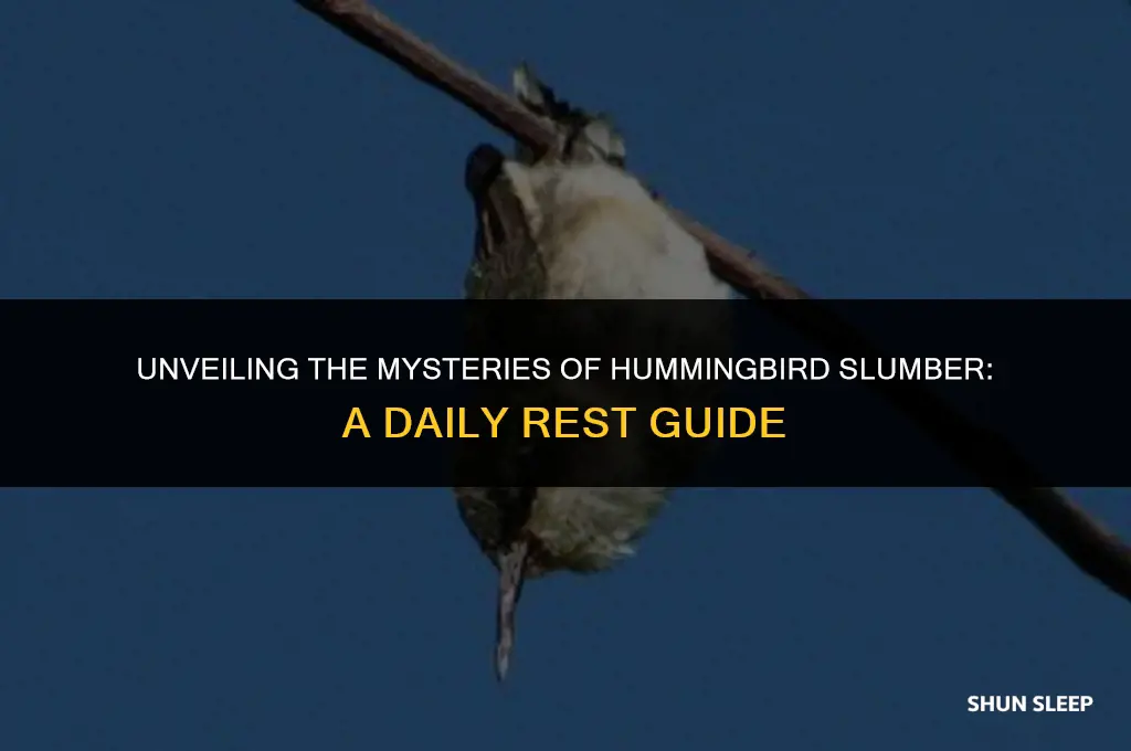 how many hours a day do hummingbirds sleep