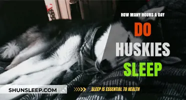 Understanding Husky Sleep Patterns: A Guide to Their Daily Rest