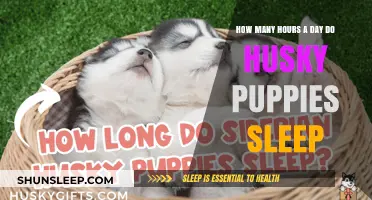 Understanding Husky Puppy Sleep Patterns: A Comprehensive Guide