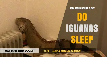 Unveiling the Sleep Secrets of Iguanas: A Daily Rest Guide
