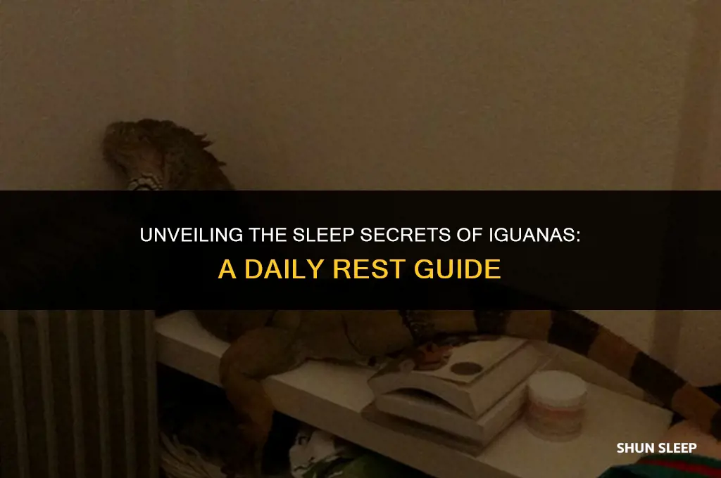 how many hours a day do iguanas sleep
