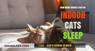 Understanding Feline Slumber: A Guide to Indoor Cat Sleep Patterns