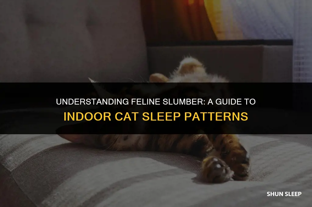 how many hours a day do indoor cats sleep