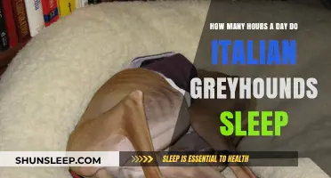 Understanding the Sleep Patterns of Italian Greyhounds: A Daily Guide
