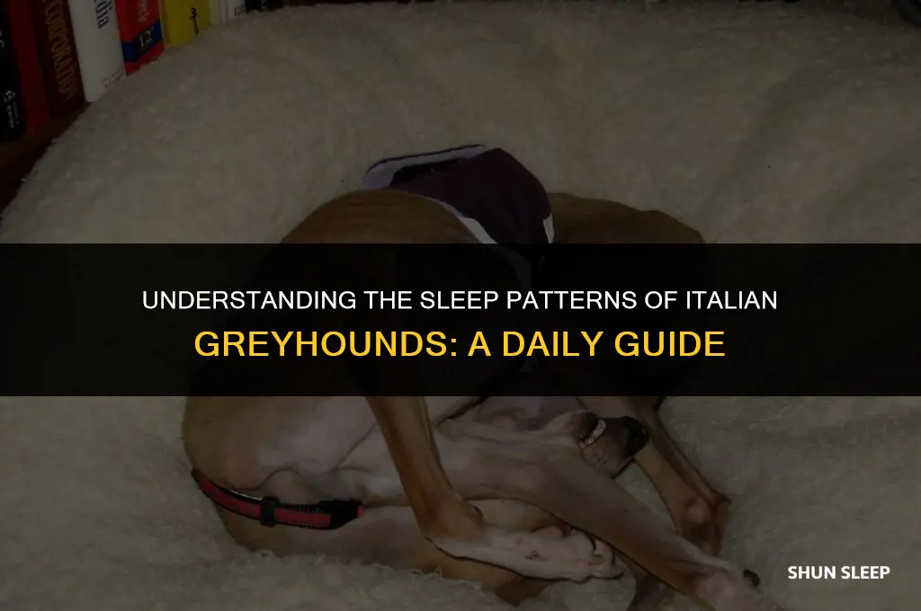 how many hours a day do italian greyhounds sleep