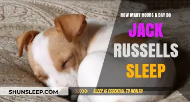 Unveiling the Sleep Secrets of Jack Russells: A Comprehensive Guide