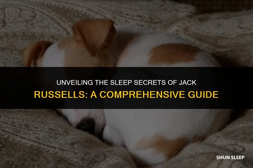 how many hours a day do jack russells sleep