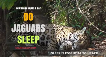 Unveiling the Mysteries of Jaguar Slumber: A Deep Dive into Their Daily Rest Patterns