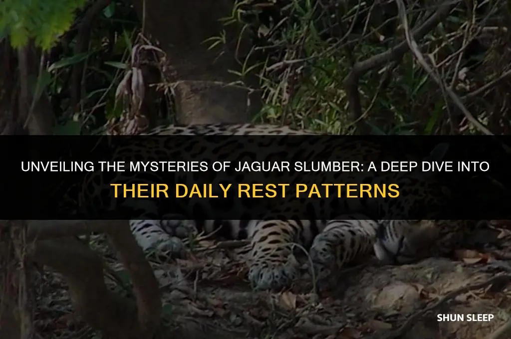 how many hours a day do jaguars sleep