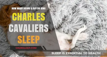 Understanding the Sleep Patterns of King Charles Cavaliers