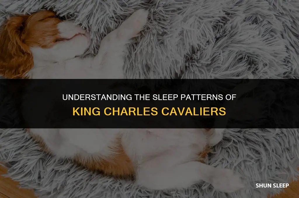 how many hours a day do king charles cavaliers sleep