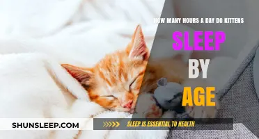 Understanding Kitten Sleep Patterns: A Guide by Age