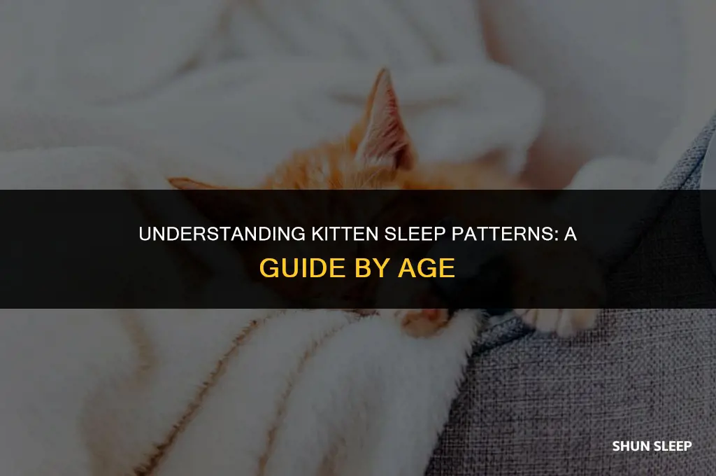 how many hours a day do kittens sleep by age