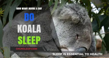 Unveiling the Secrets of Koala Slumber: A Deep Dive into Their Daily Rest