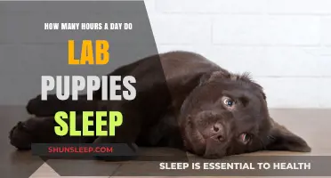 Understanding Puppy Slumber: A Guide to Lab Puppies' Sleep Patterns