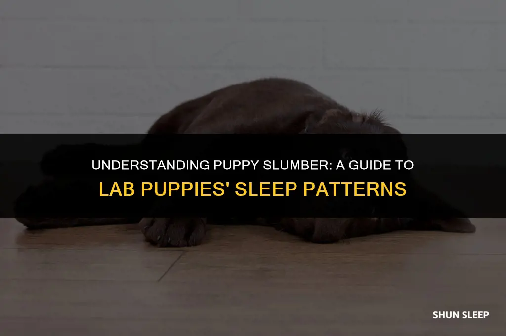 how many hours a day do lab puppies sleep