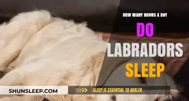 Understanding Labrador Sleep Patterns: A Guide to Their Daily Rest
