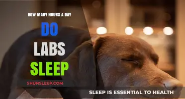Understanding Canine Rest Patterns: A Guide to Dog Sleep Cycles