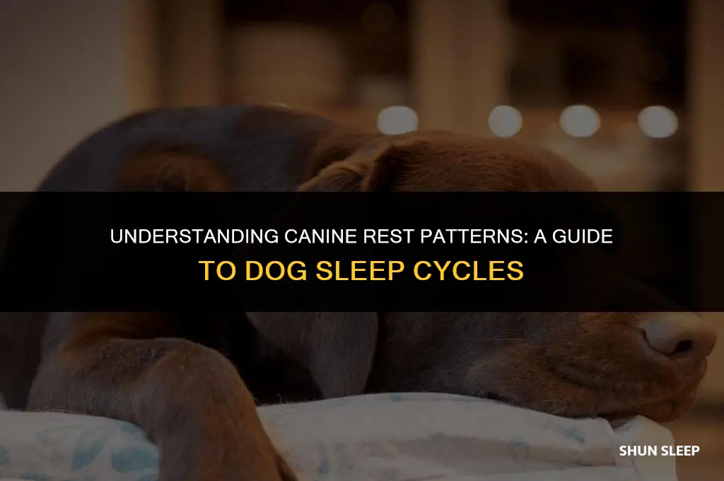 how many hours a day do labs sleep