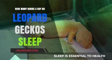 Unveiling the Sleep Secrets of Leopard Geckos: A Daily Rest Guide