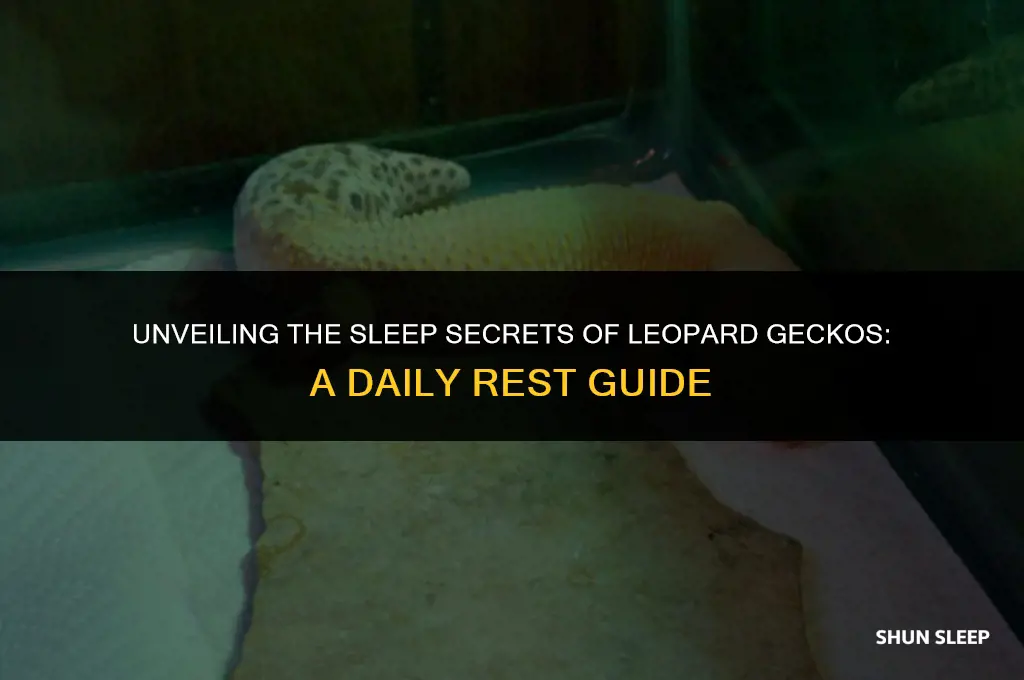 how many hours a day do leopard geckos sleep