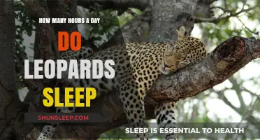 Unveiling the Sleep Secrets of Leopards: A Daily Rest Analysis