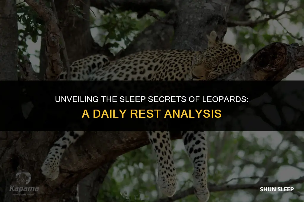 how many hours a day do leopards sleep