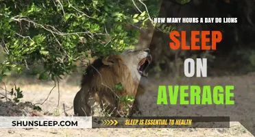 Unveiling the Lazy Side of Lions: A Deep Dive into Their Daily Slumber Habits