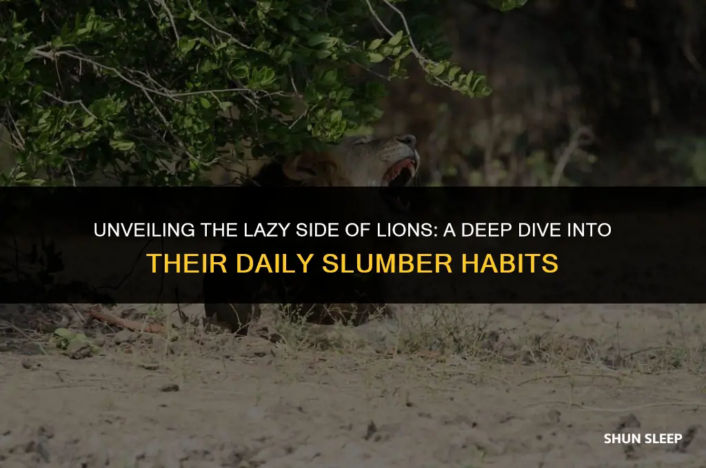 how many hours a day do lions sleep on average