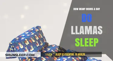 Unveiling the Sleep Secrets of Llamas: A Comprehensive Guide