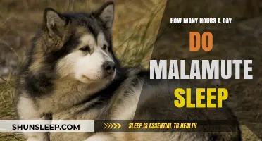 Unveiling the Sleep Secrets of Alaskan Malamutes: A Comprehensive Guide