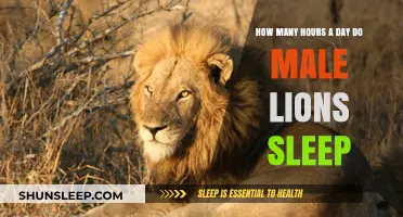 Unveiling the Lazy King: A Day in the Life of Male Lions