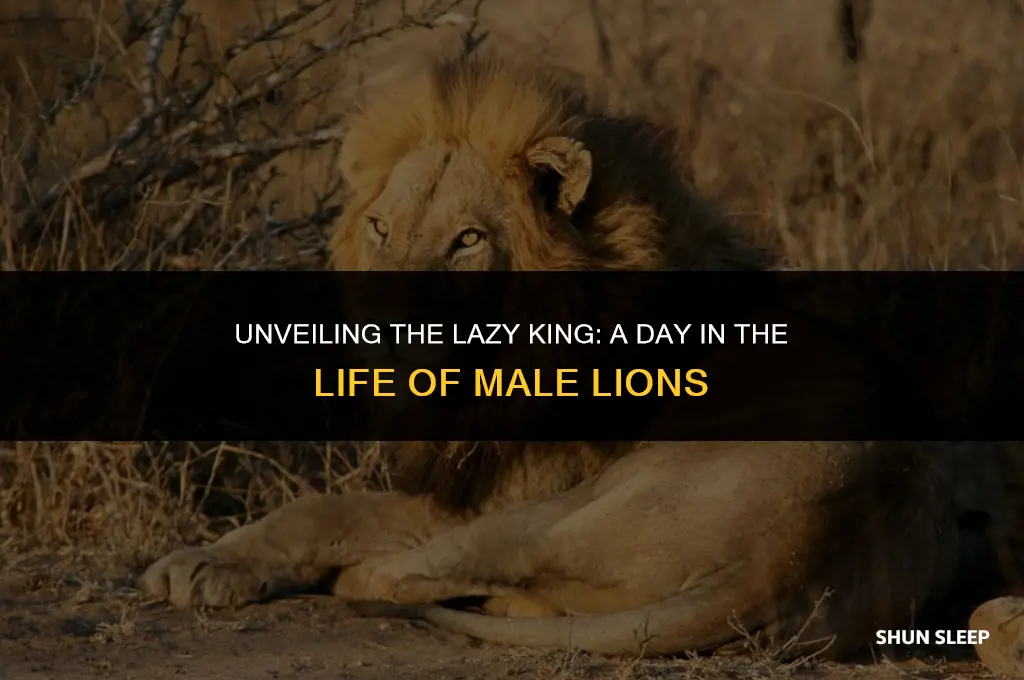 how many hours a day do male lions sleep