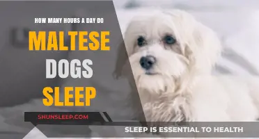 Understanding Maltese Dog Sleep Patterns: A Comprehensive Guide