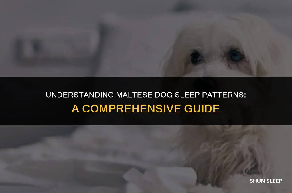 how many hours a day do maltese dogs sleep