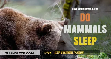 Unraveling the Mysteries of Mammalian Slumber: A Deep Dive into Daily Rest Patterns