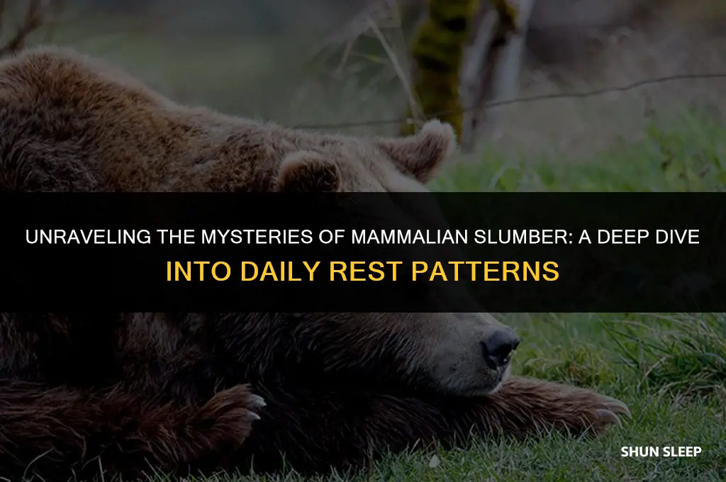 how many hours a day do mammals sleep