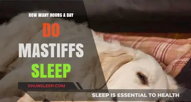 Mastiff Slumber: Unraveling the Mysteries of Their Daily Rest
