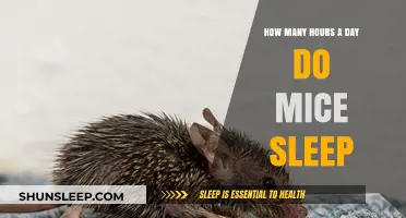 Unveiling the Sleep Secrets of Mice: A Comprehensive Guide