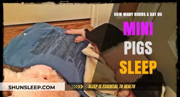Understanding the Sleep Patterns of Mini Pigs: A Comprehensive Guide