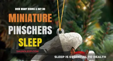 Understanding Miniature Pinschers' Sleep Patterns: A Comprehensive Guide