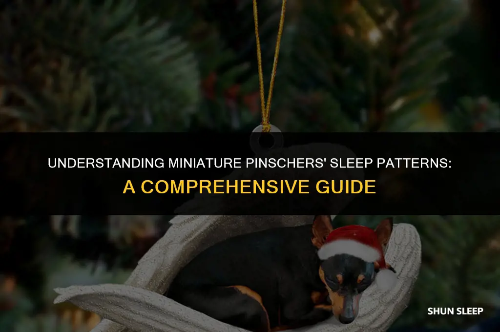 how many hours a day do miniature pinschers sleep